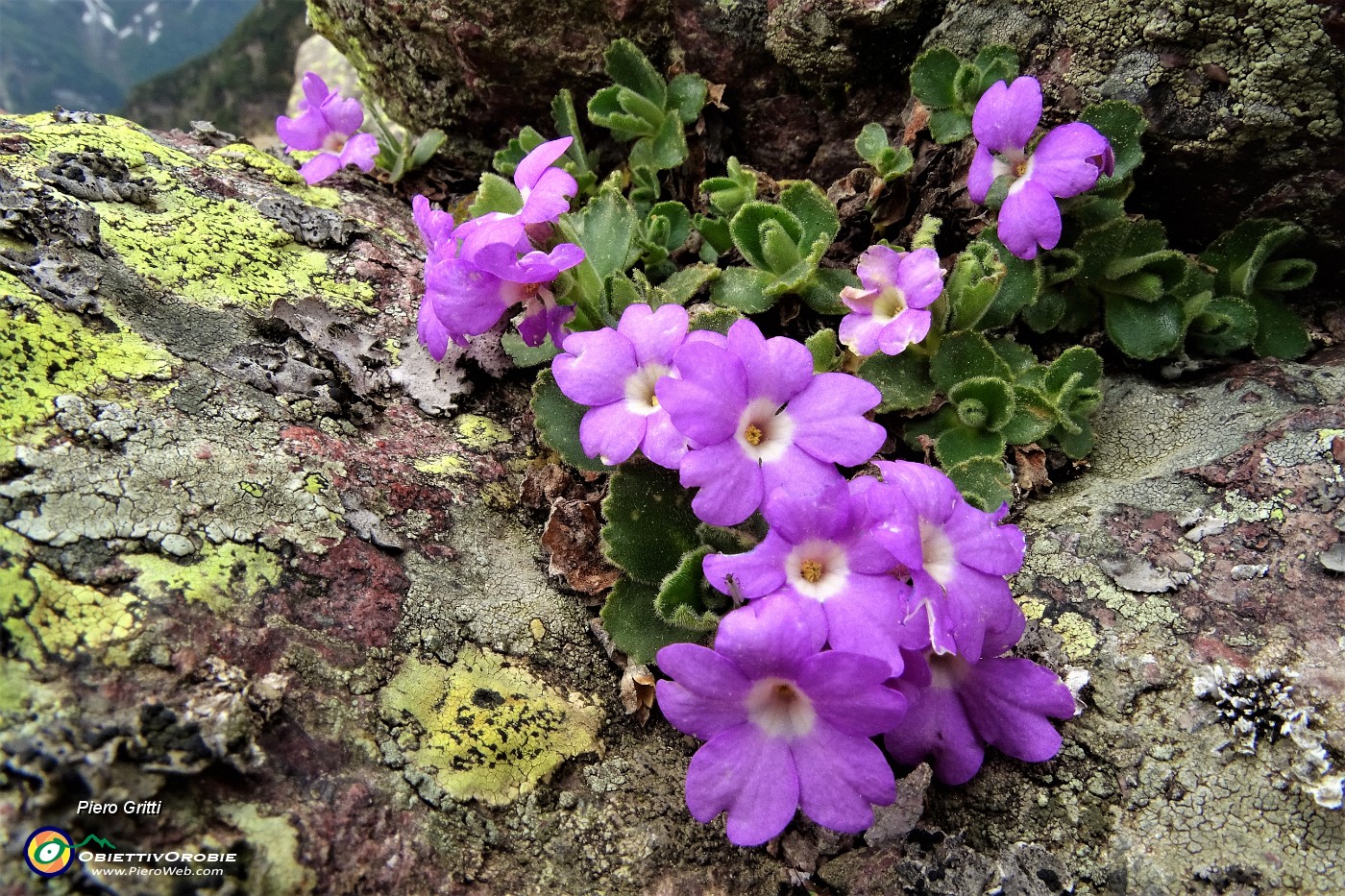 73 Primula hirsuta sulla roccia.JPG